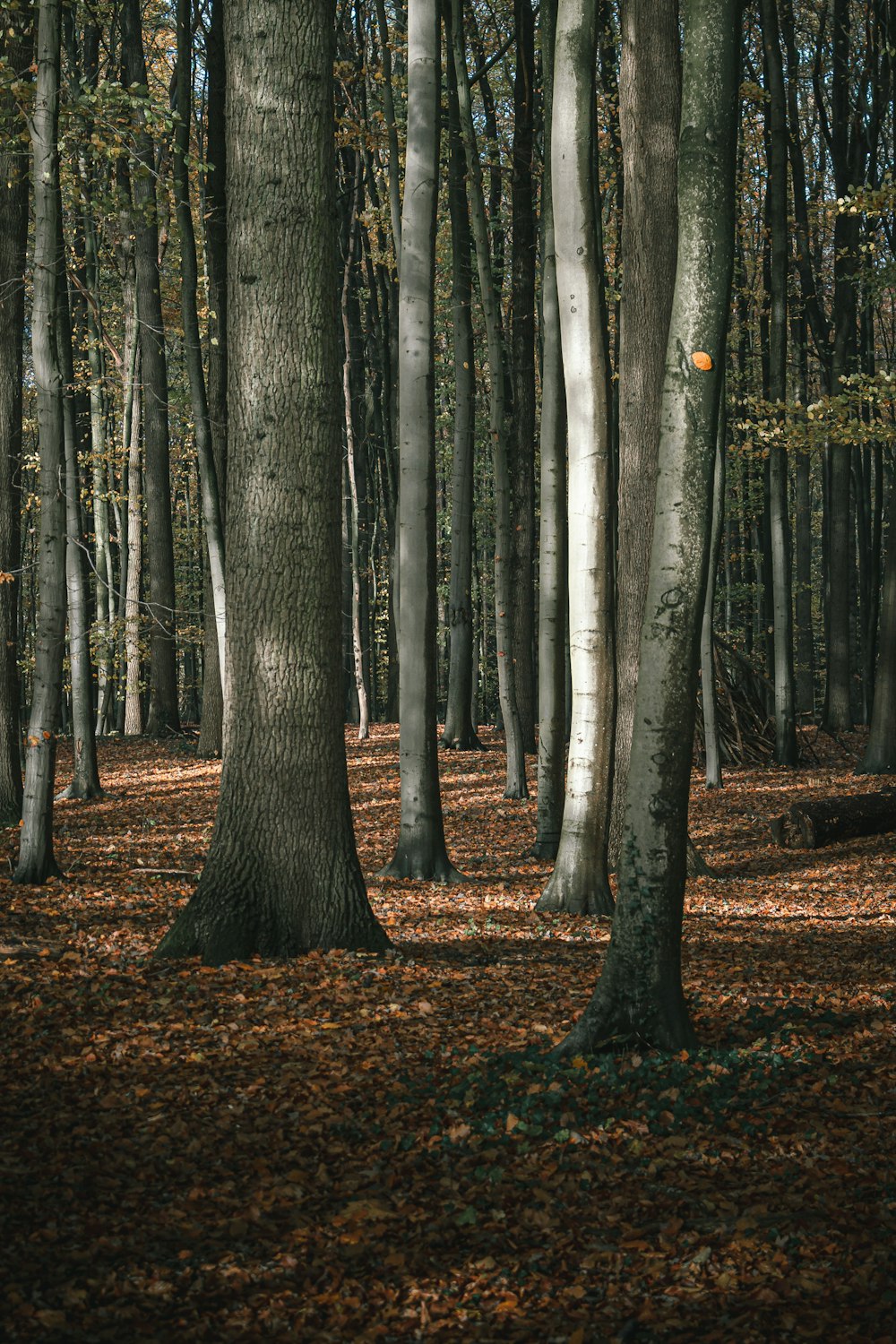 brown trees on brown ground