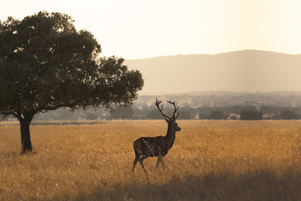 Cervo bruno su un campo di erba marrone durante il giorno