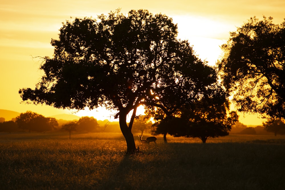 green tree on green grass field during daytime