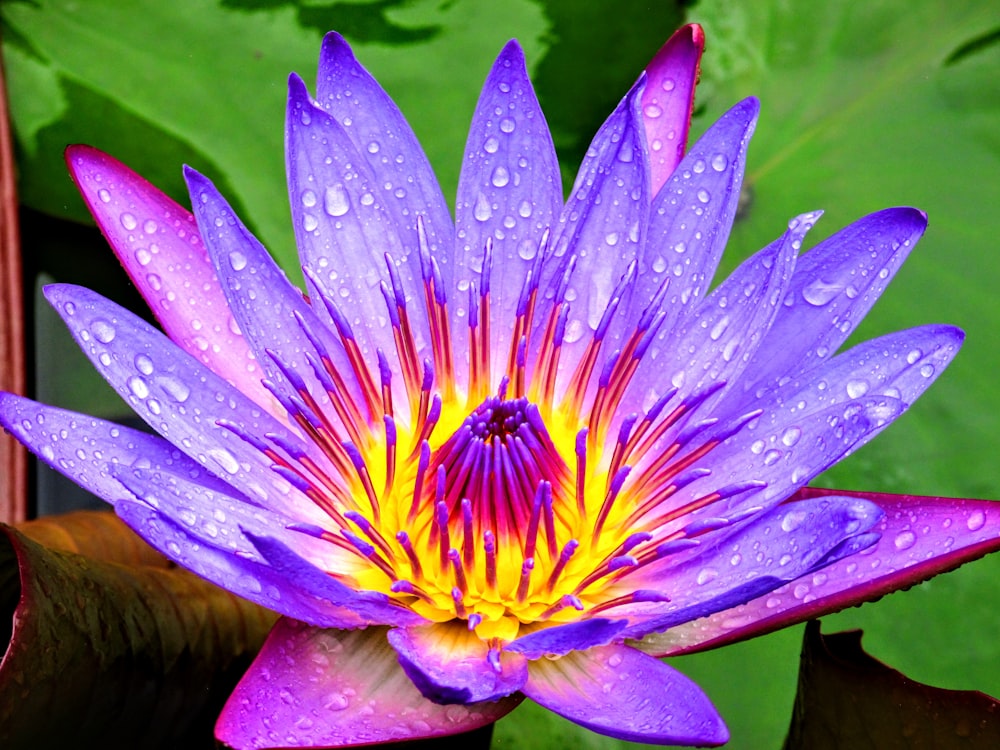 purple waterlily in bloom during daytime