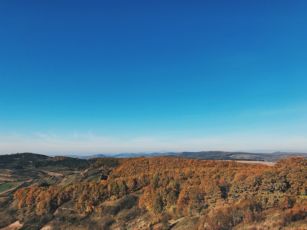 brown and green trees under blue sky during daytime