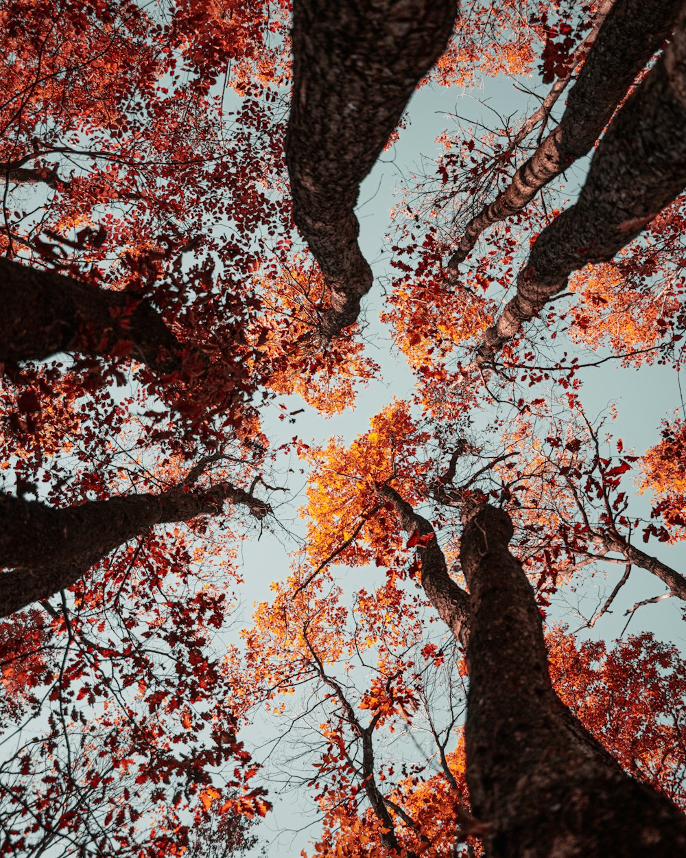 brauner und roter Baum unter weißem Himmel