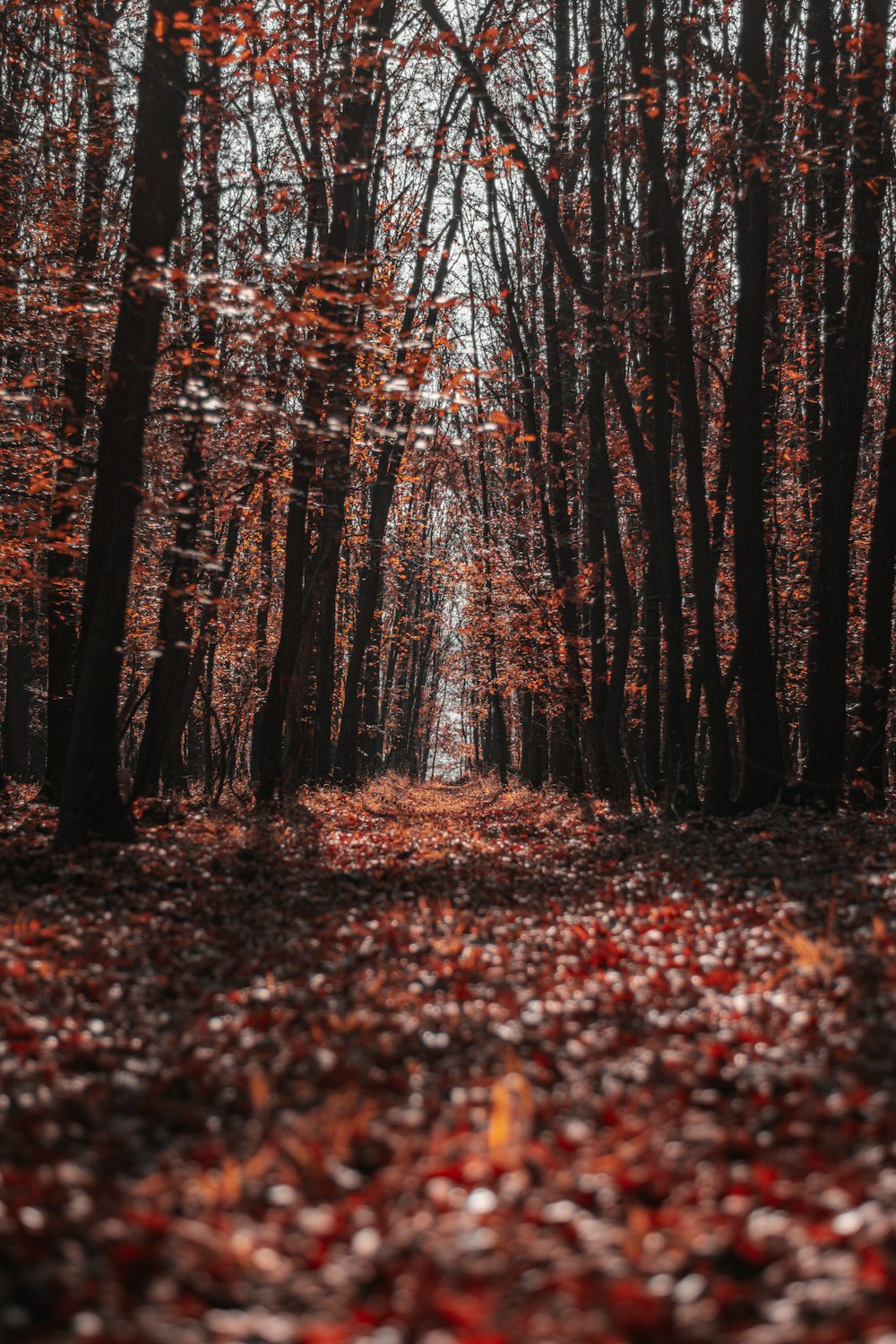 brown leaves on ground in forest during daytime