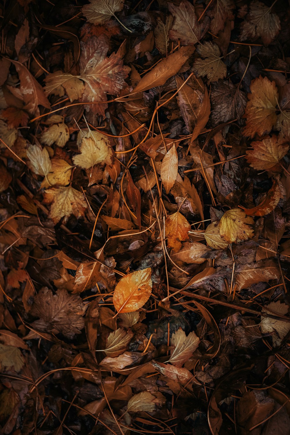 brown dried leaves on ground