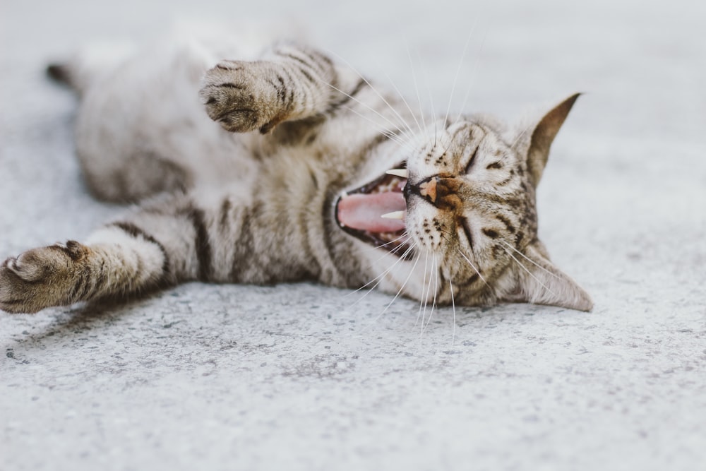 silver tabby cat lying on white snow