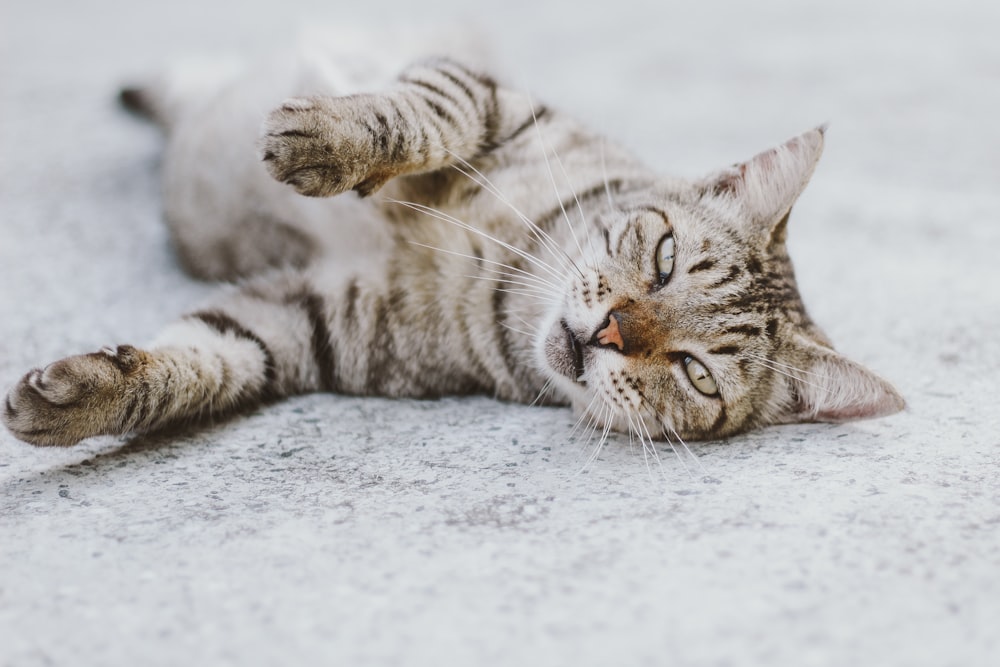 흰색 바닥에 누워있는 실버 얼룩 고양이
