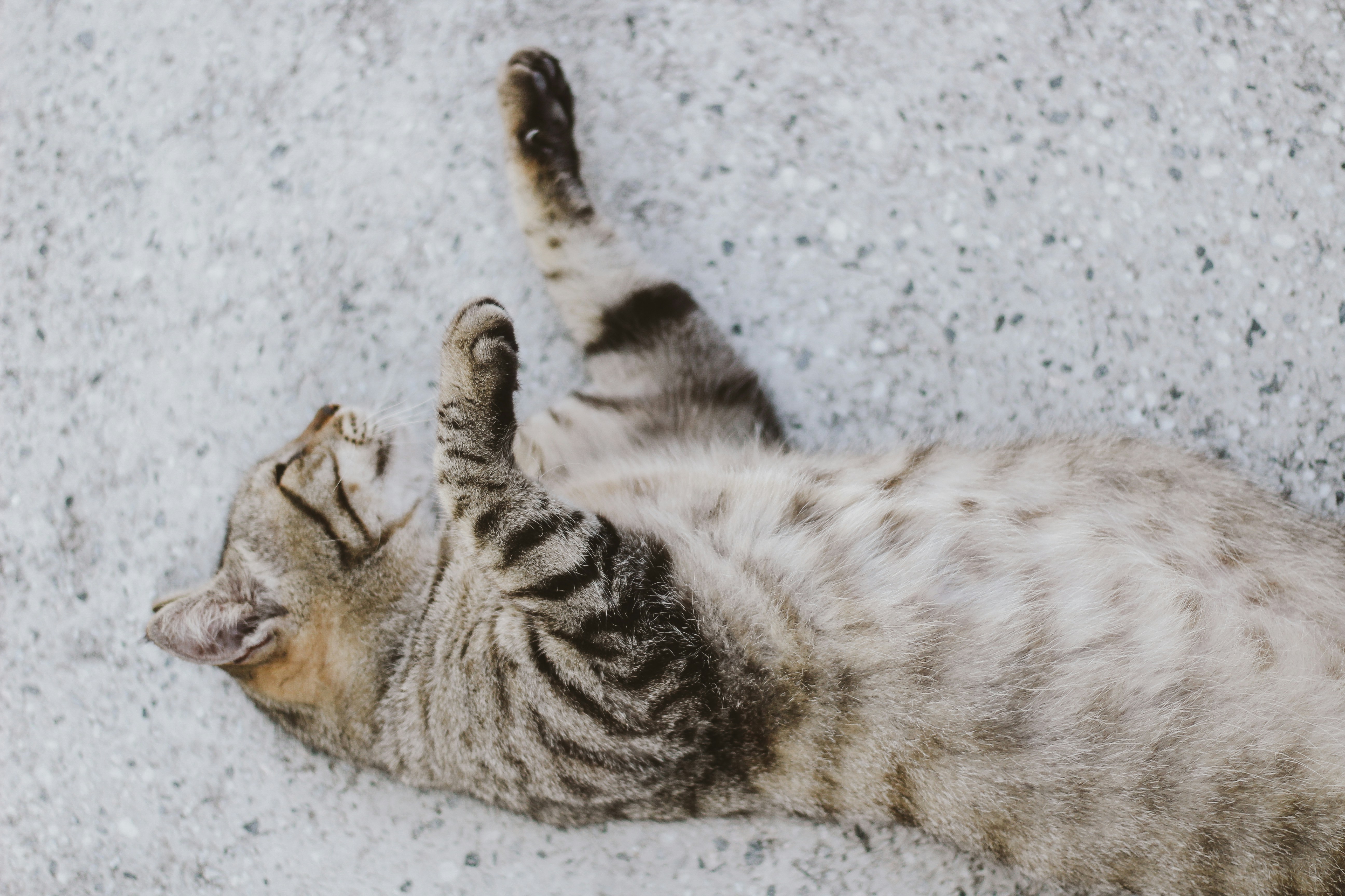 Brown tabby cat lying on gray concrete floor photo – Free Grey Image on ...