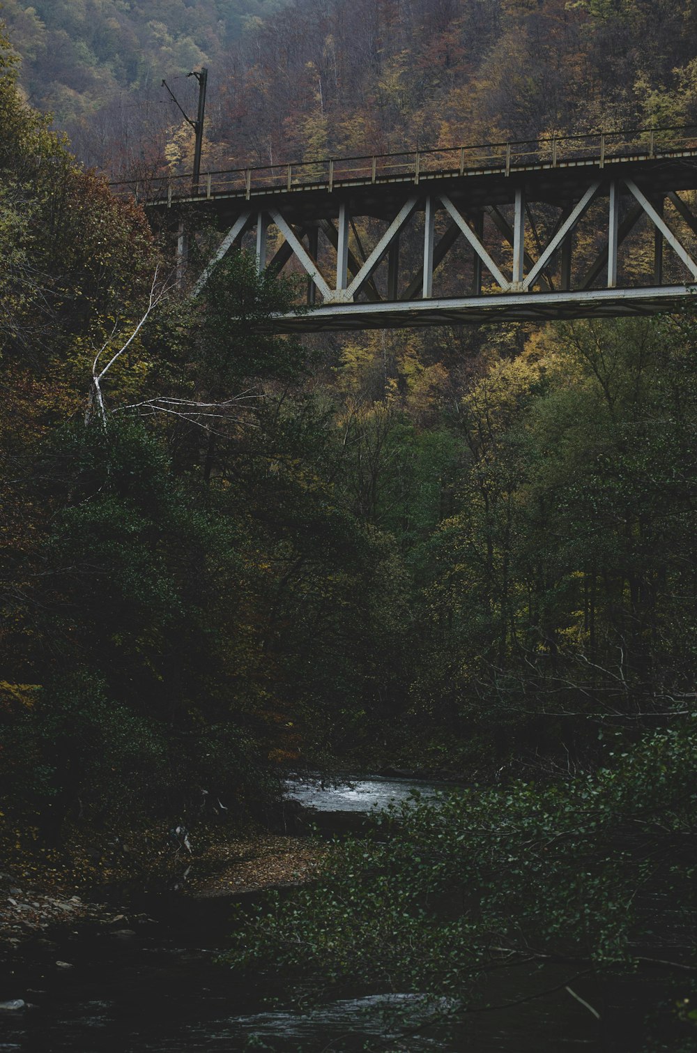 green trees near bridge during daytime