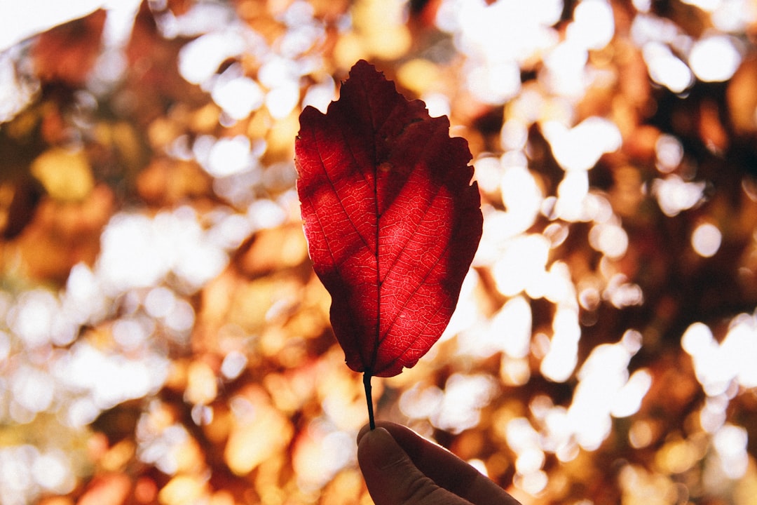 red leaf in tilt shift lens