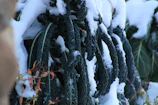 Rows of winter-hardy greens thriving under a light frost in the garden.