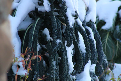 Rows of winter-hardy greens thriving under a light frost in the garden.