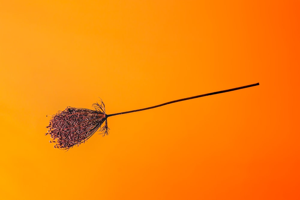 white and black feather on blue sky