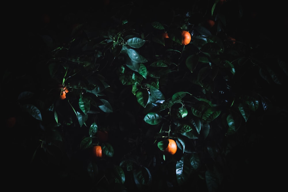 green leaves with orange fruits