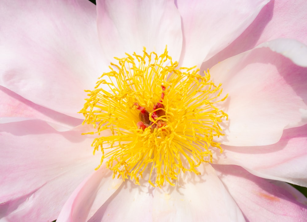 white and yellow flower in macro photography