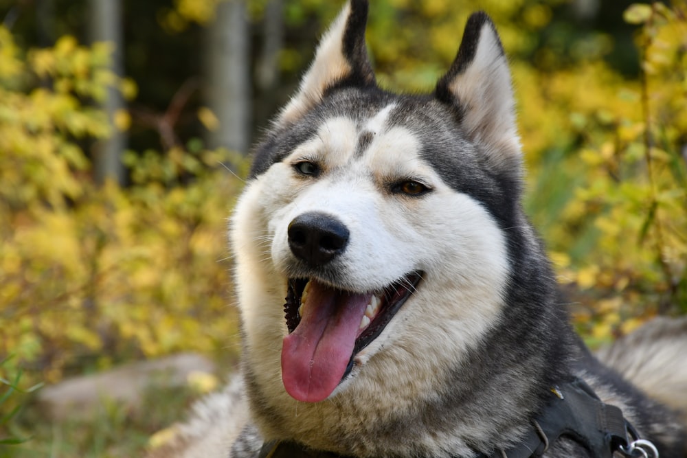 black and white siberian husky