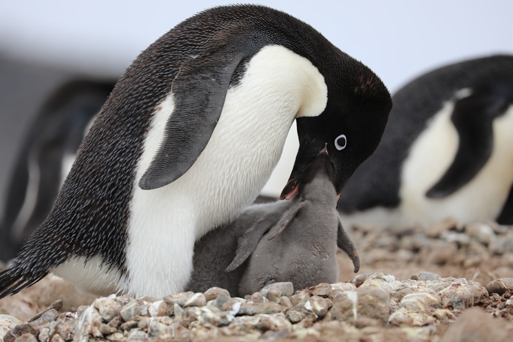 white and black penguin on brown sand during daytime