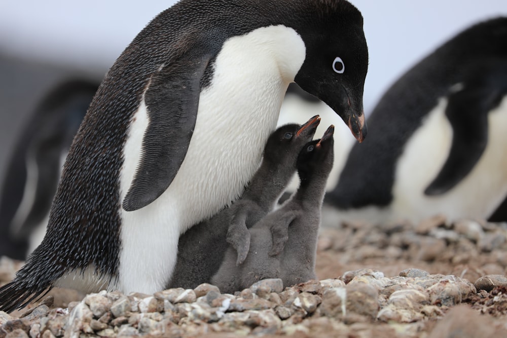 Weiße und schwarze Pinguine auf braunem Sand während des Tages