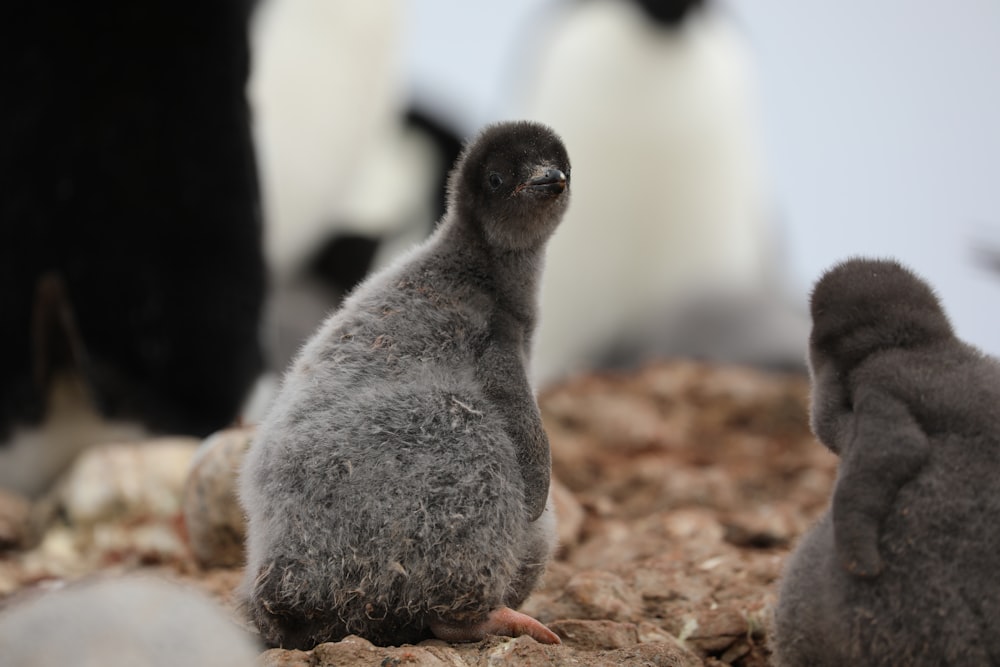 gray and white penguin on brown sand during daytime