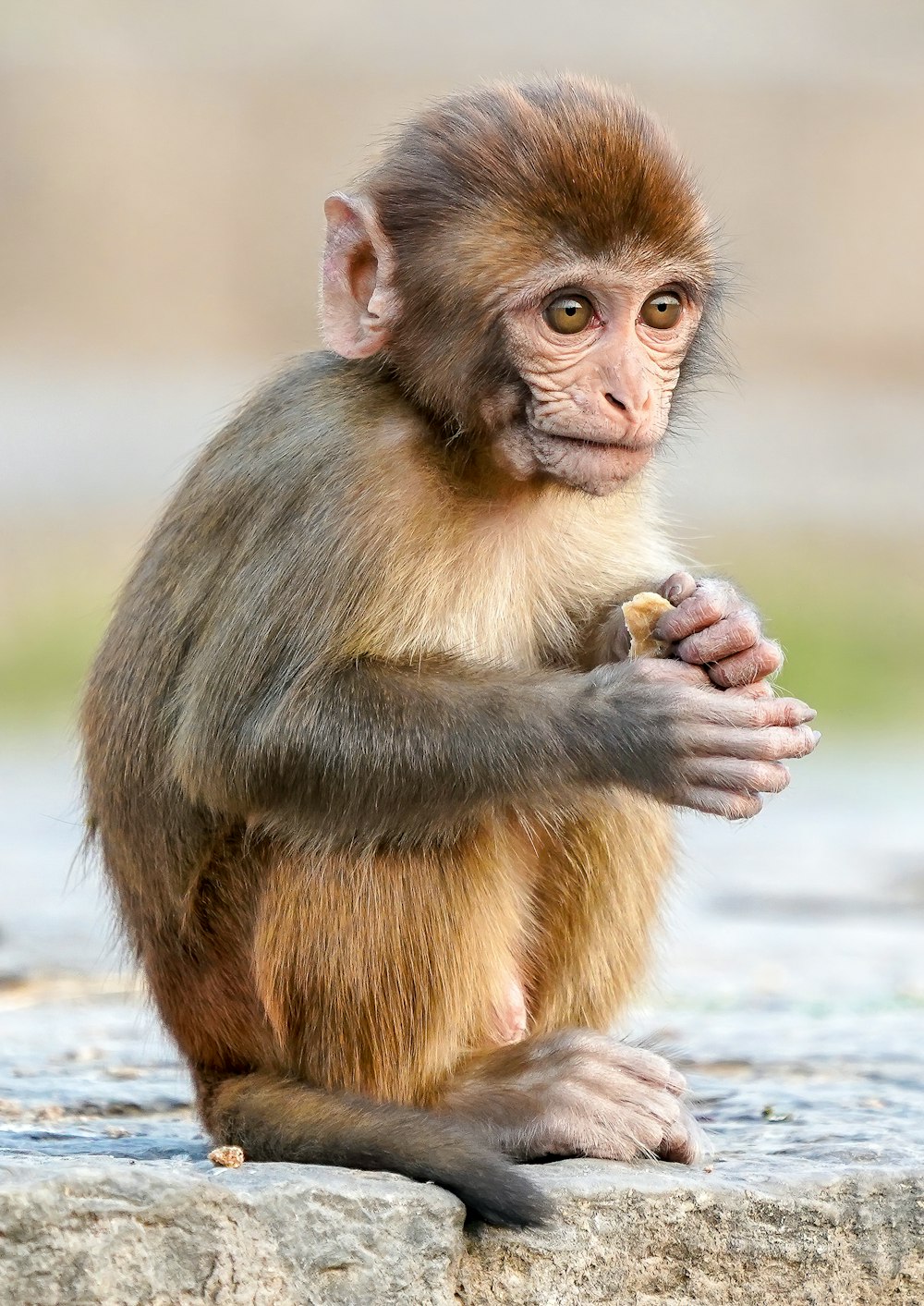 Mono marrón sentado en el suelo de hormigón gris durante el día