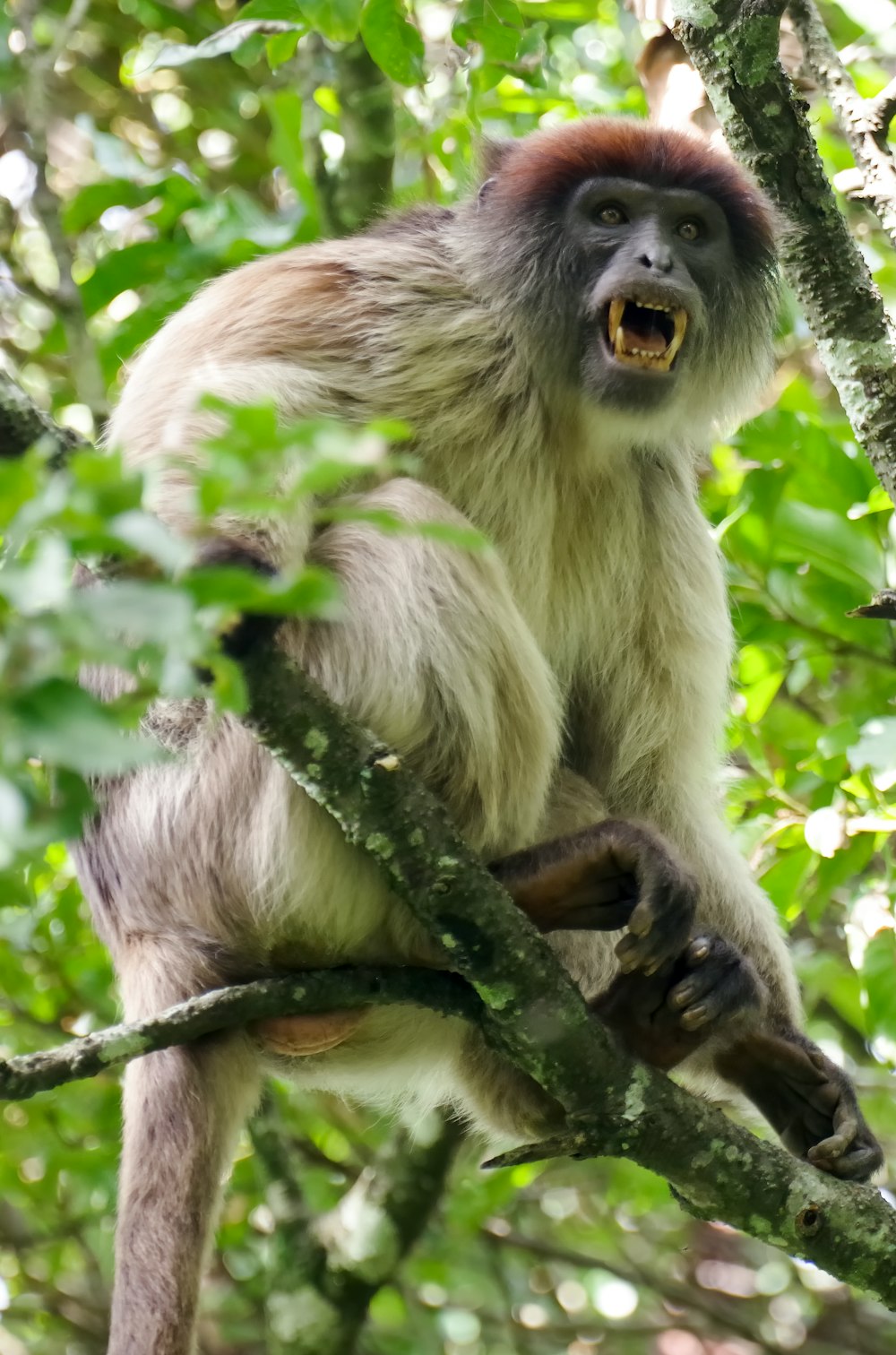 white and brown monkey on tree branch during daytime