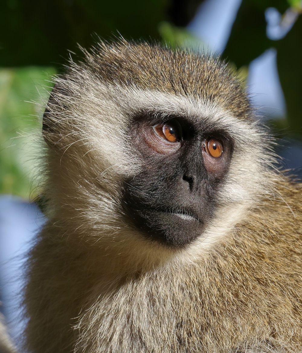 white and brown monkey in close up photography