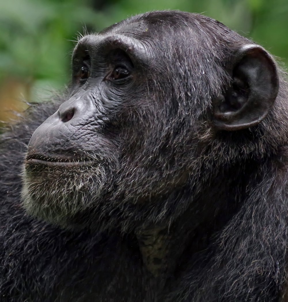 black gorilla in close up photography