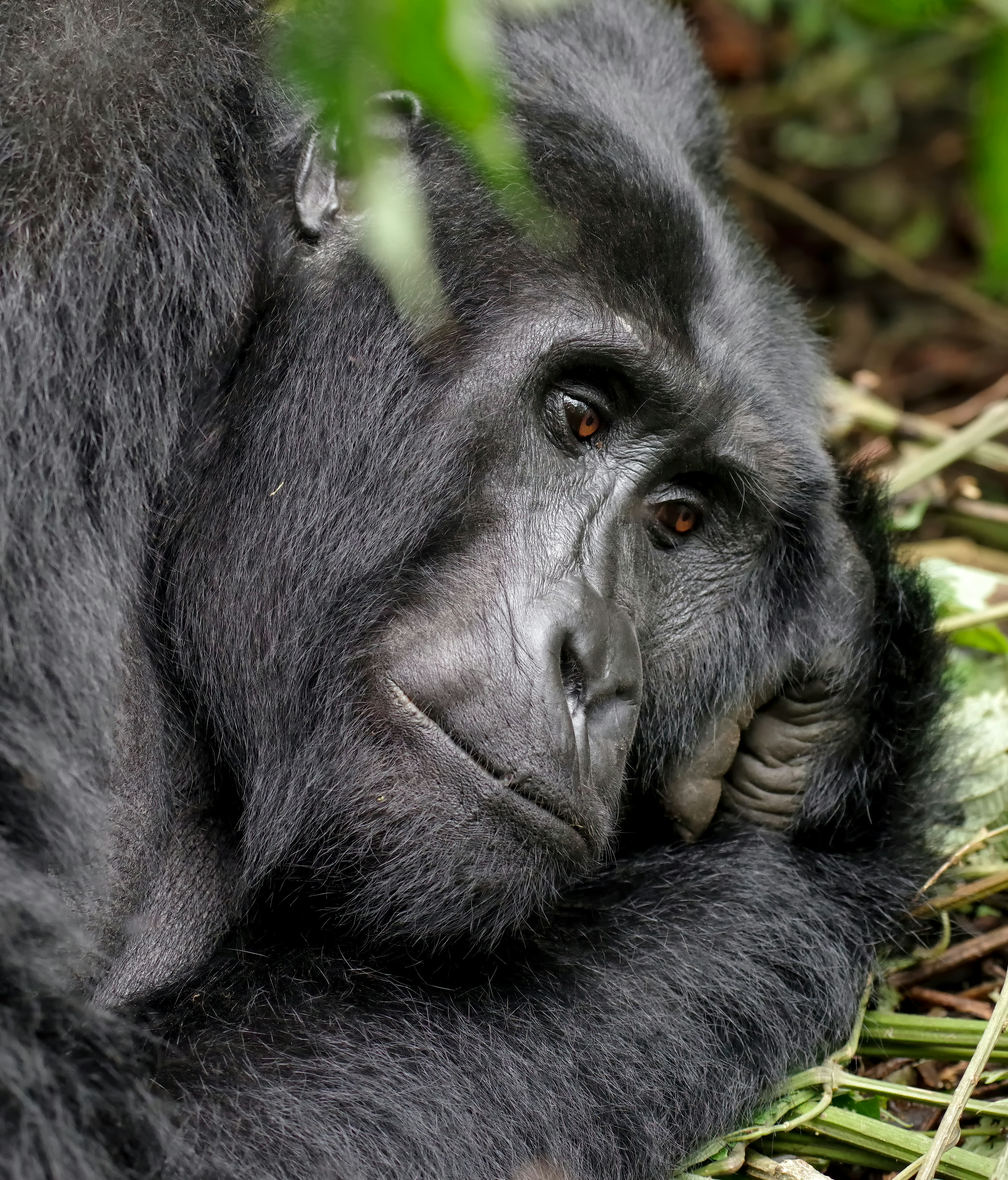 A close-up of a mountain gorilla in the misty green Bwindi Forest.