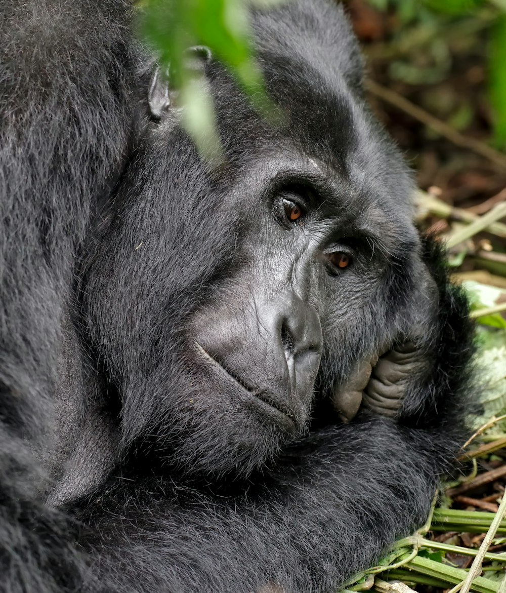 gorilla nero sdraiato sull'erba verde durante il giorno