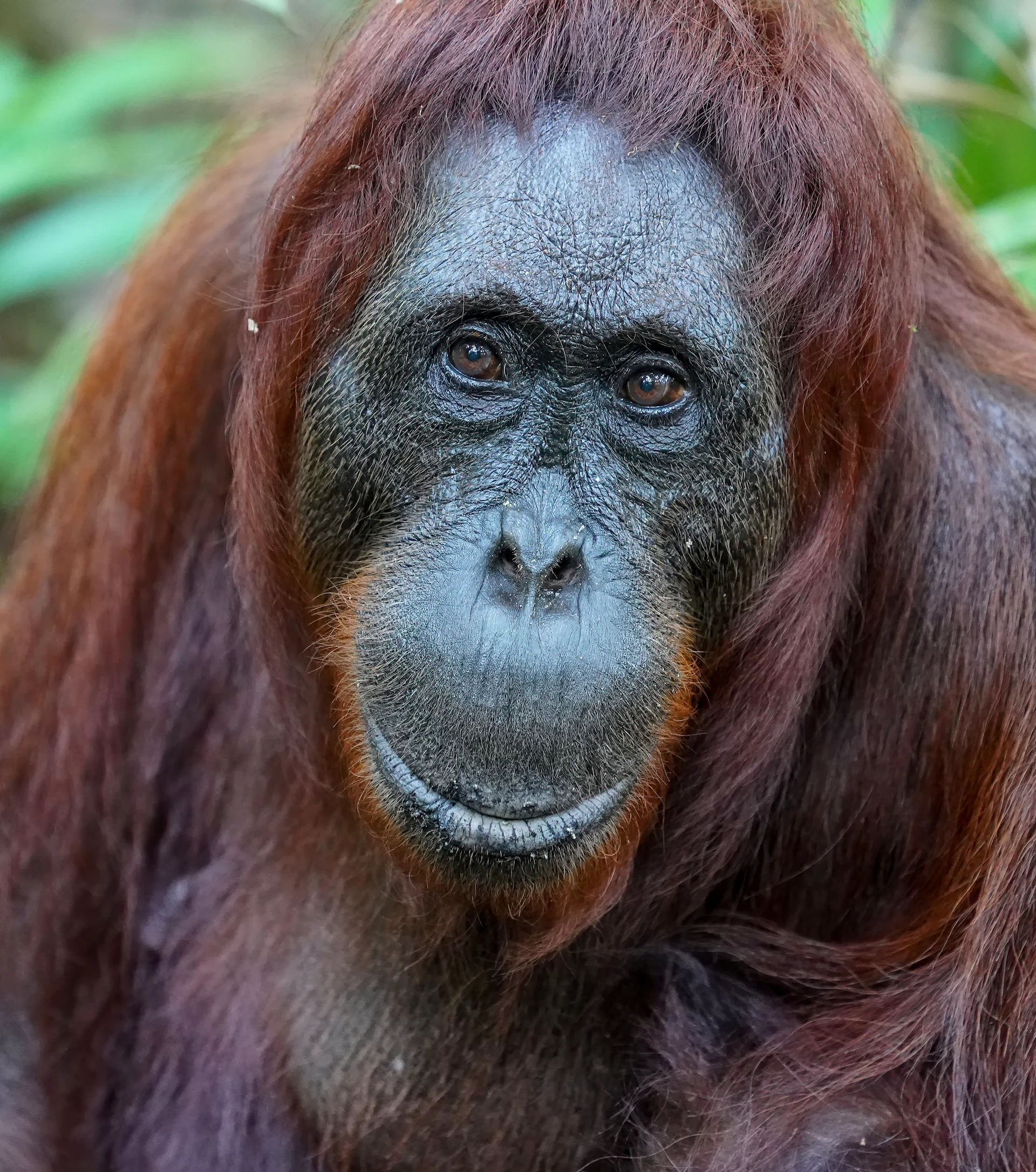 Close-up shot of an orangutan peacefully resting on a tree branch, capturing its expressive eyes in natural light.