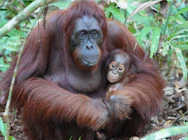 brown monkey on green grass during daytime