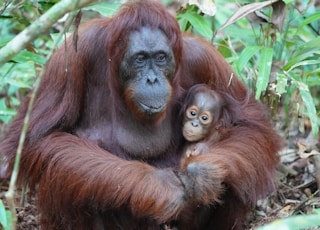 brown monkey on green grass during daytime