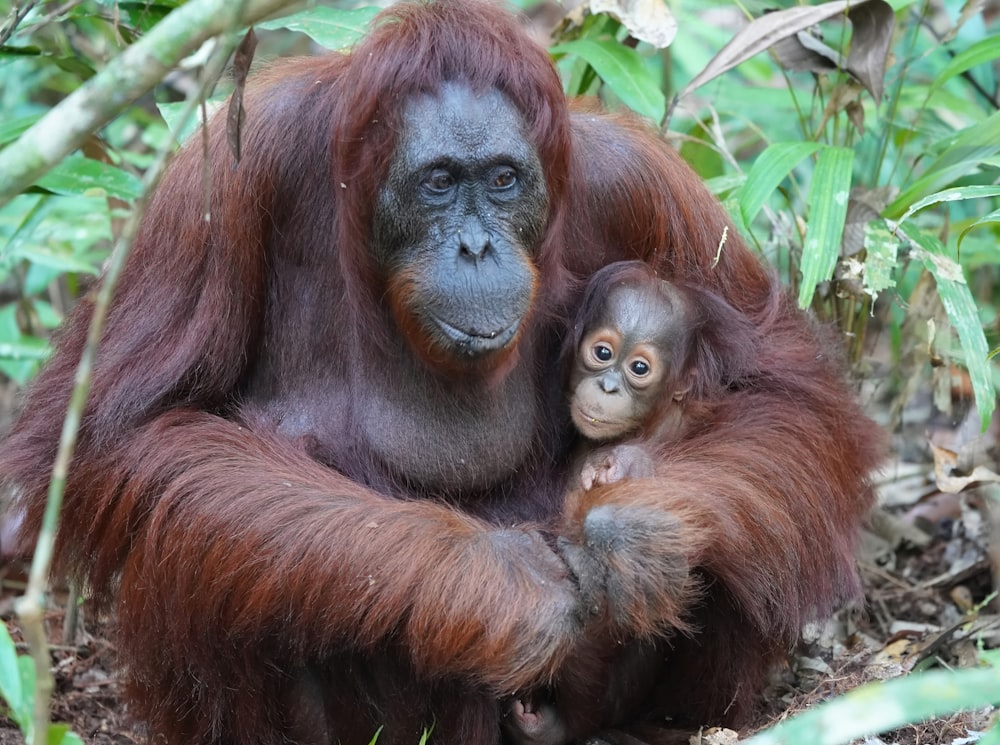 macaco marrom na grama verde durante o dia