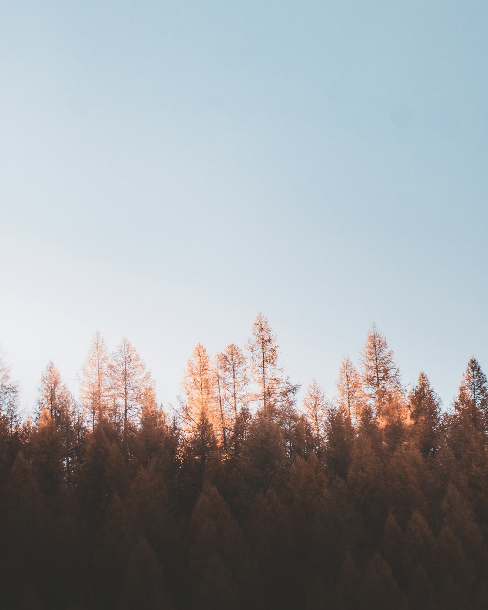 green trees under blue sky during daytime