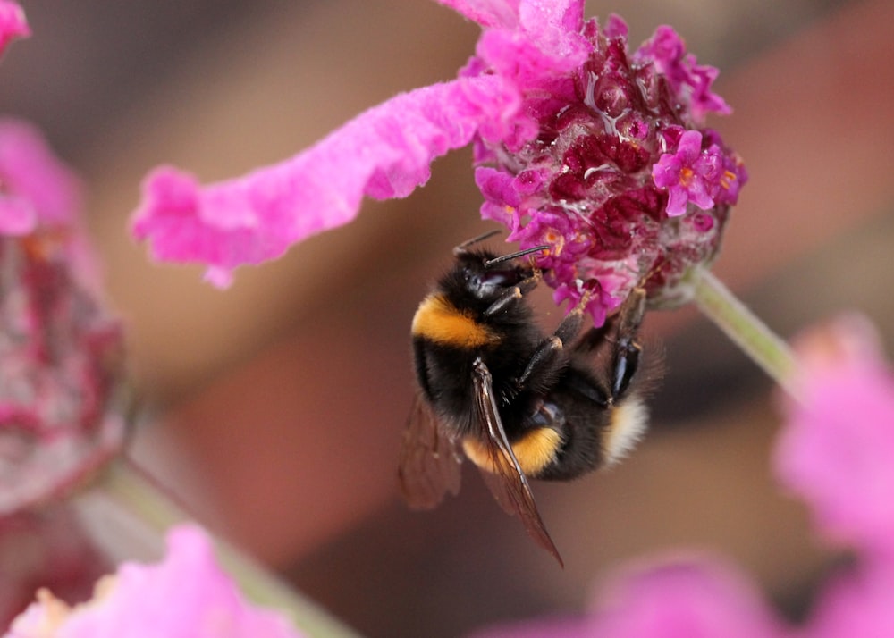 brown and black bee on pink flower