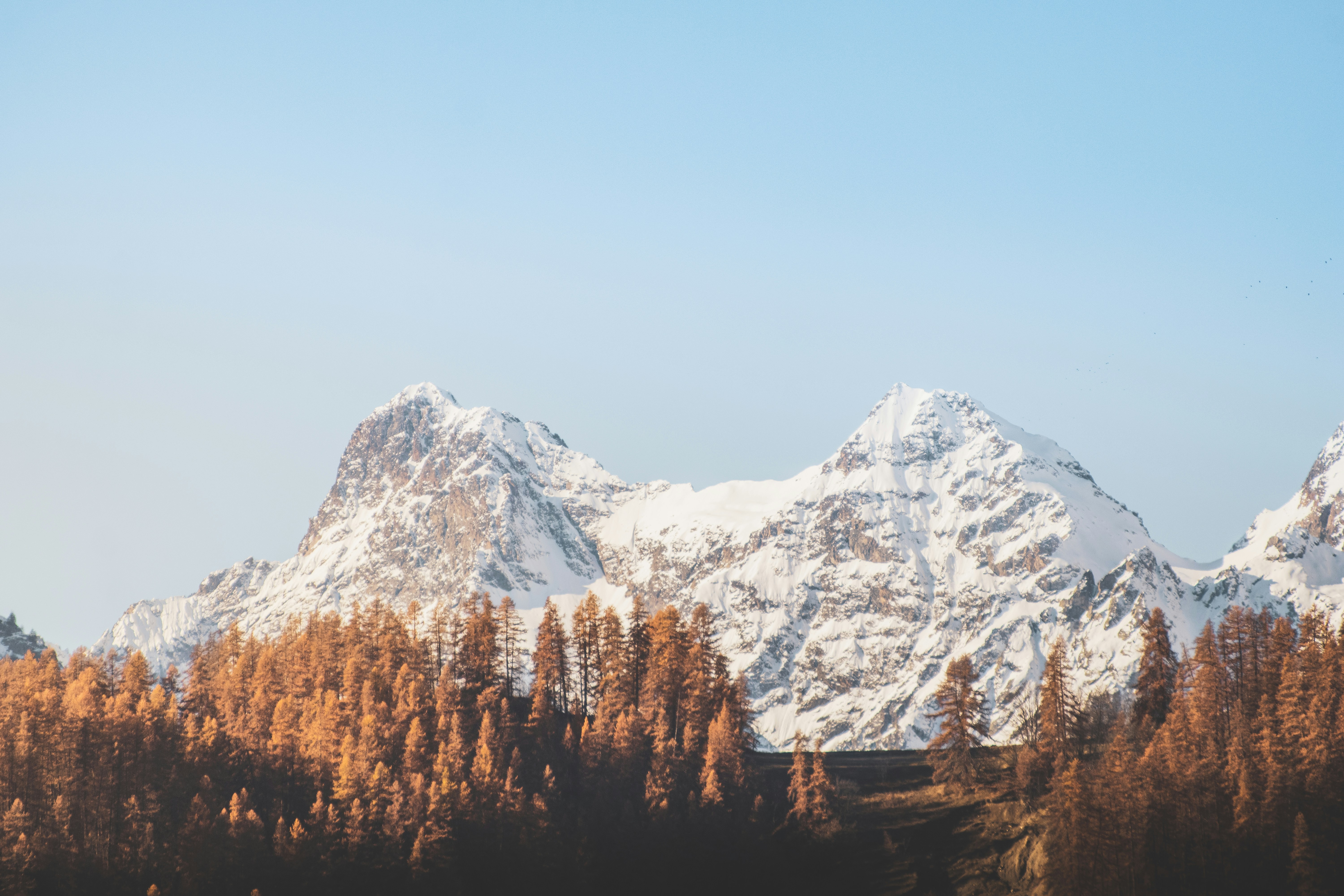 brown trees near snow covered mountain during daytime