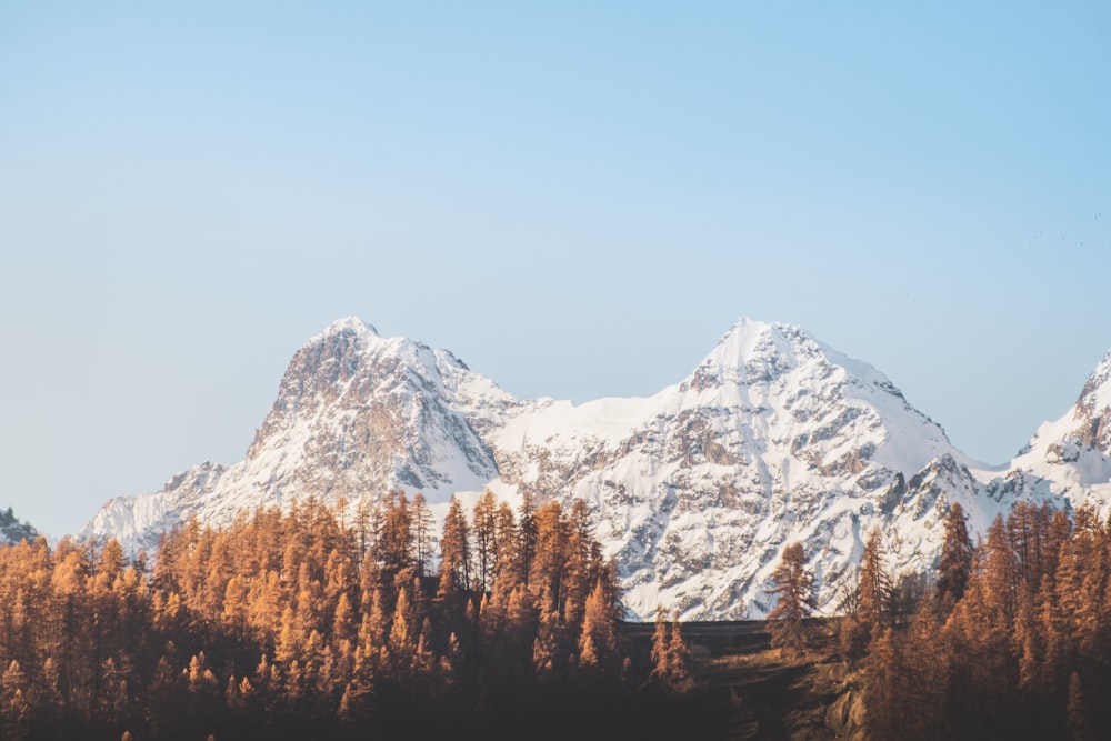 alberi marroni vicino alla montagna coperta di neve durante il giorno