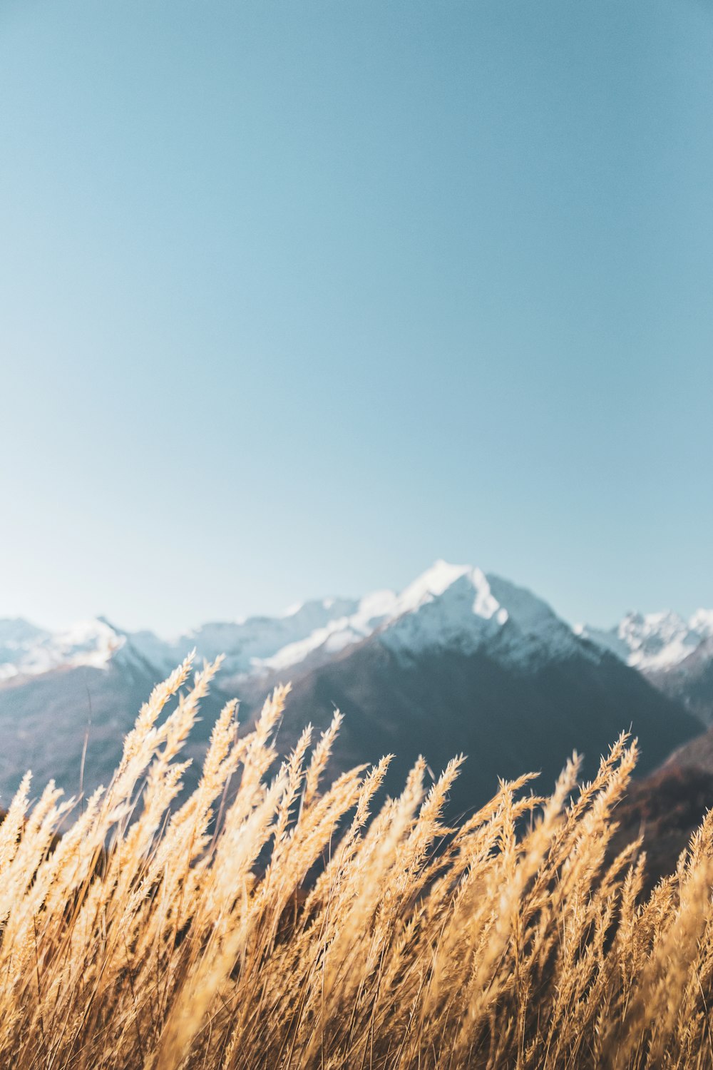 brown wheat field near snow covered mountain during daytime