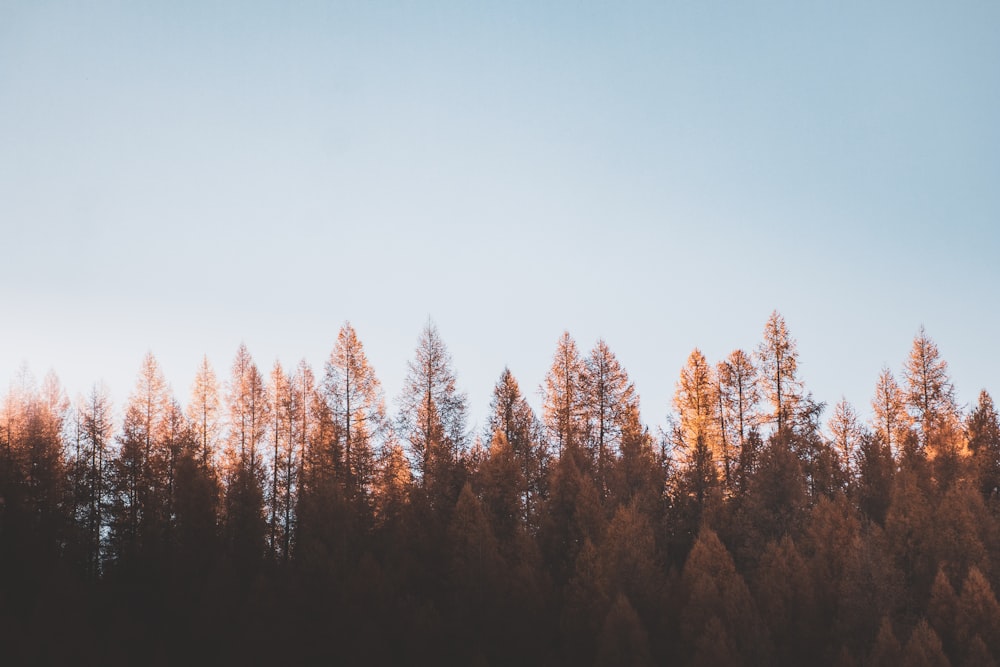 green trees under blue sky during daytime