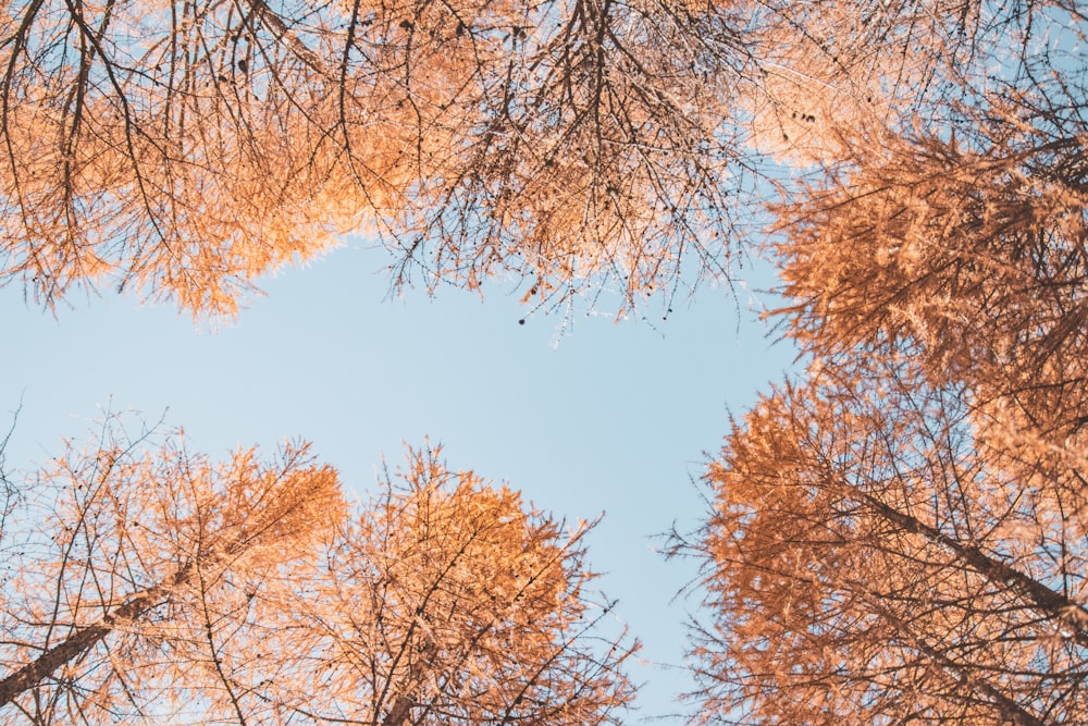 낮에는 푸른 하늘 아래 갈색 잎 나무