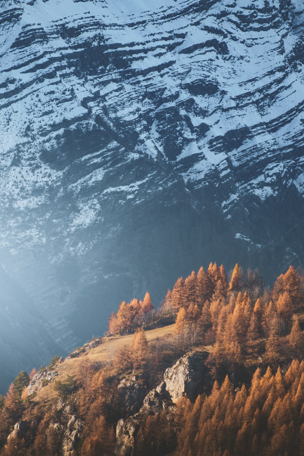 brown trees on mountain during daytime