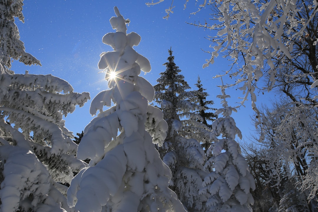 snow covered pine trees under blue sky during daytime