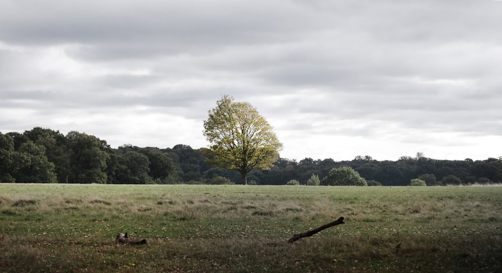 green grass field under white sky during daytime