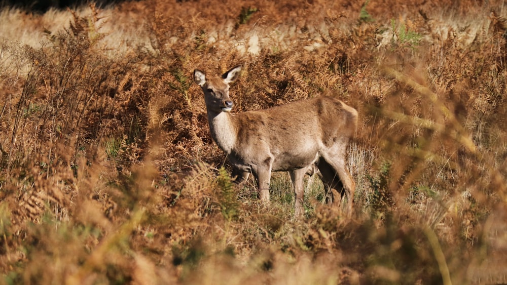 brown deer on brown grass field during daytime