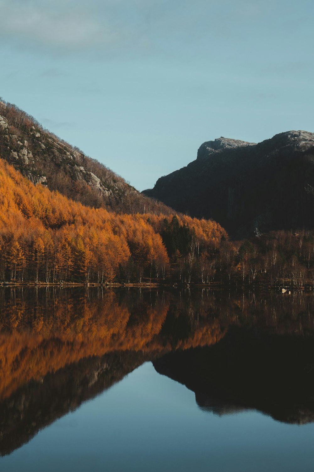 brown trees near lake during daytime