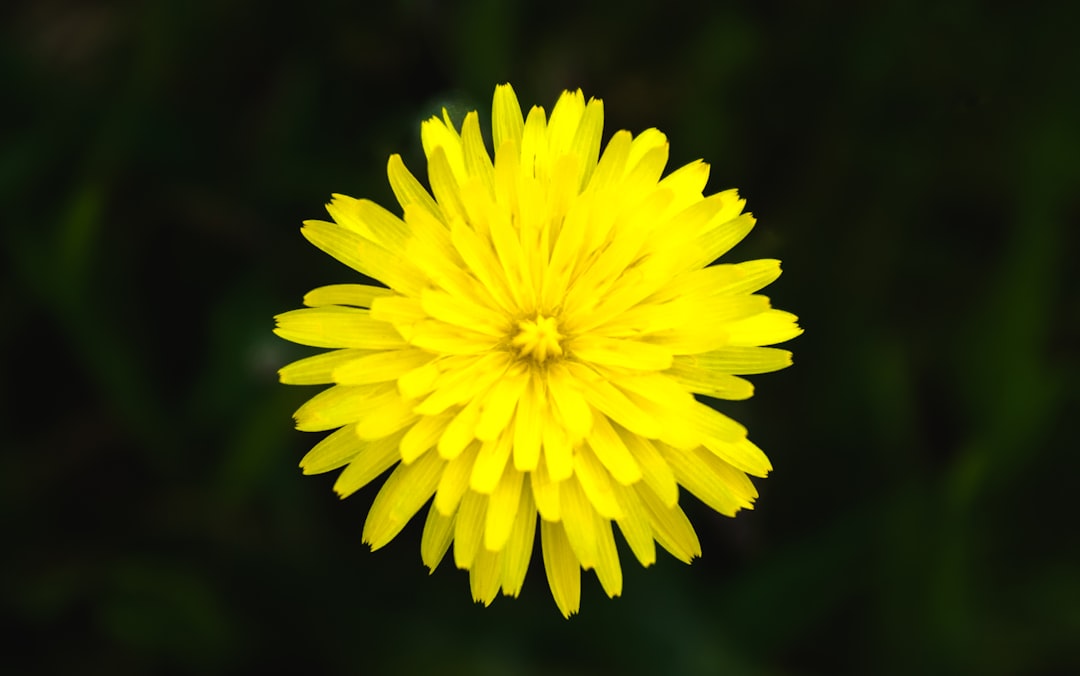 yellow flower in tilt shift lens