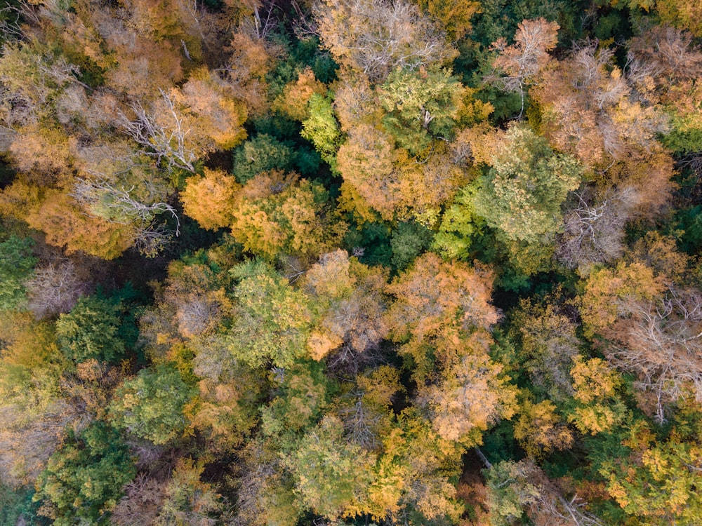 green and yellow leaf trees