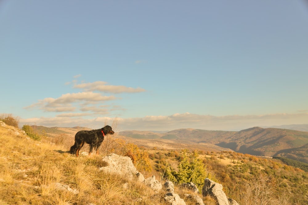 black short coated dog on brown grass field during daytime