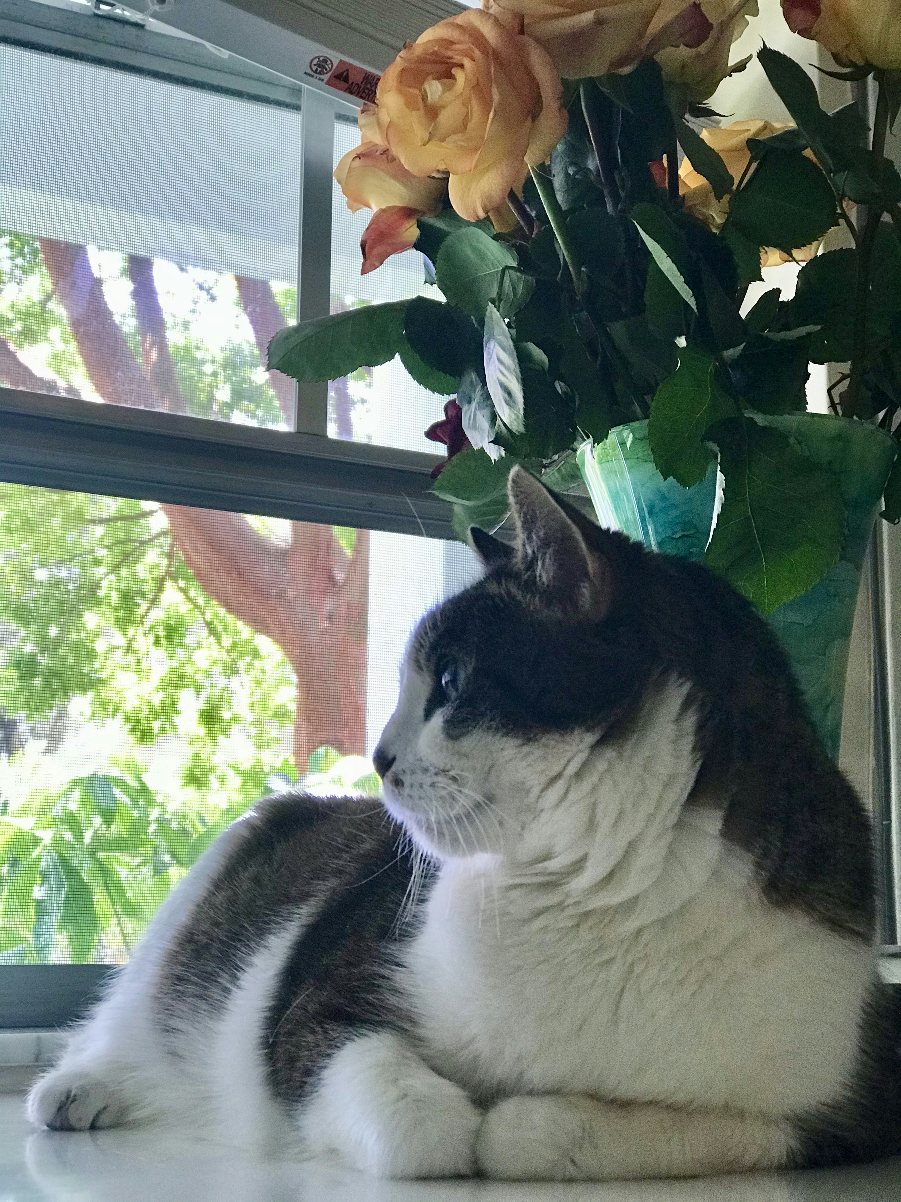 white and black cat near green plant