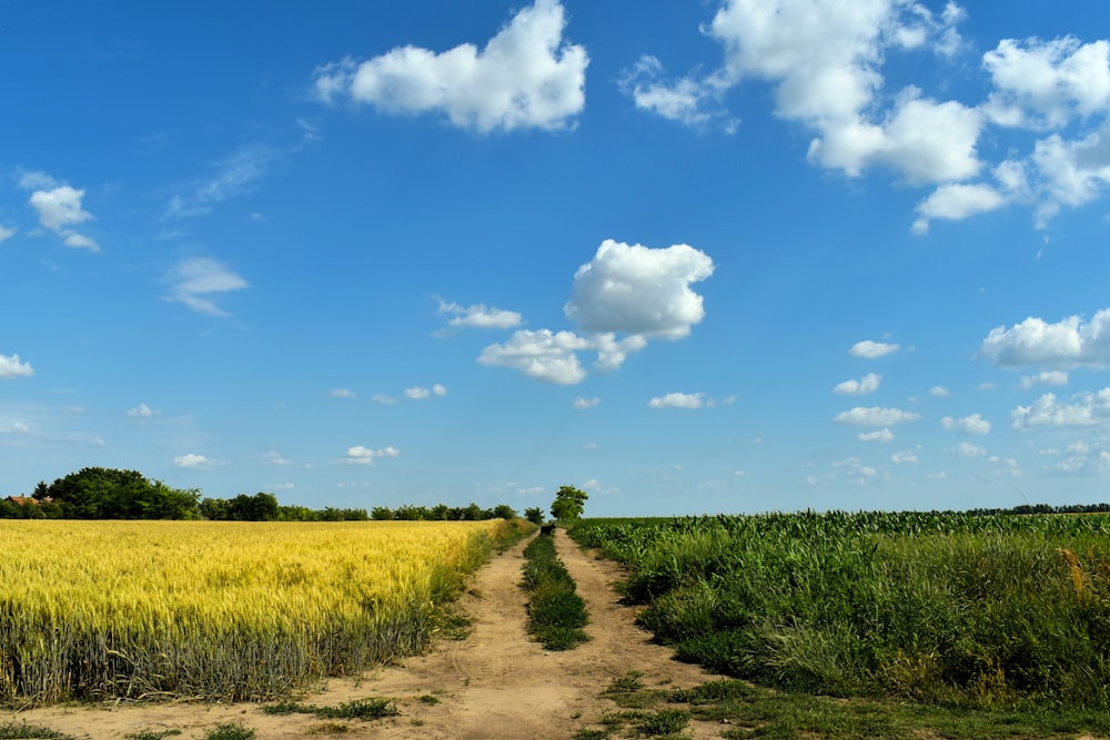 green grass field under blue sky and white clouds during daytime