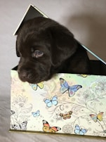 A happy customer holding a puffyfinds gift box with the signature puffy puppy mascot sticker.